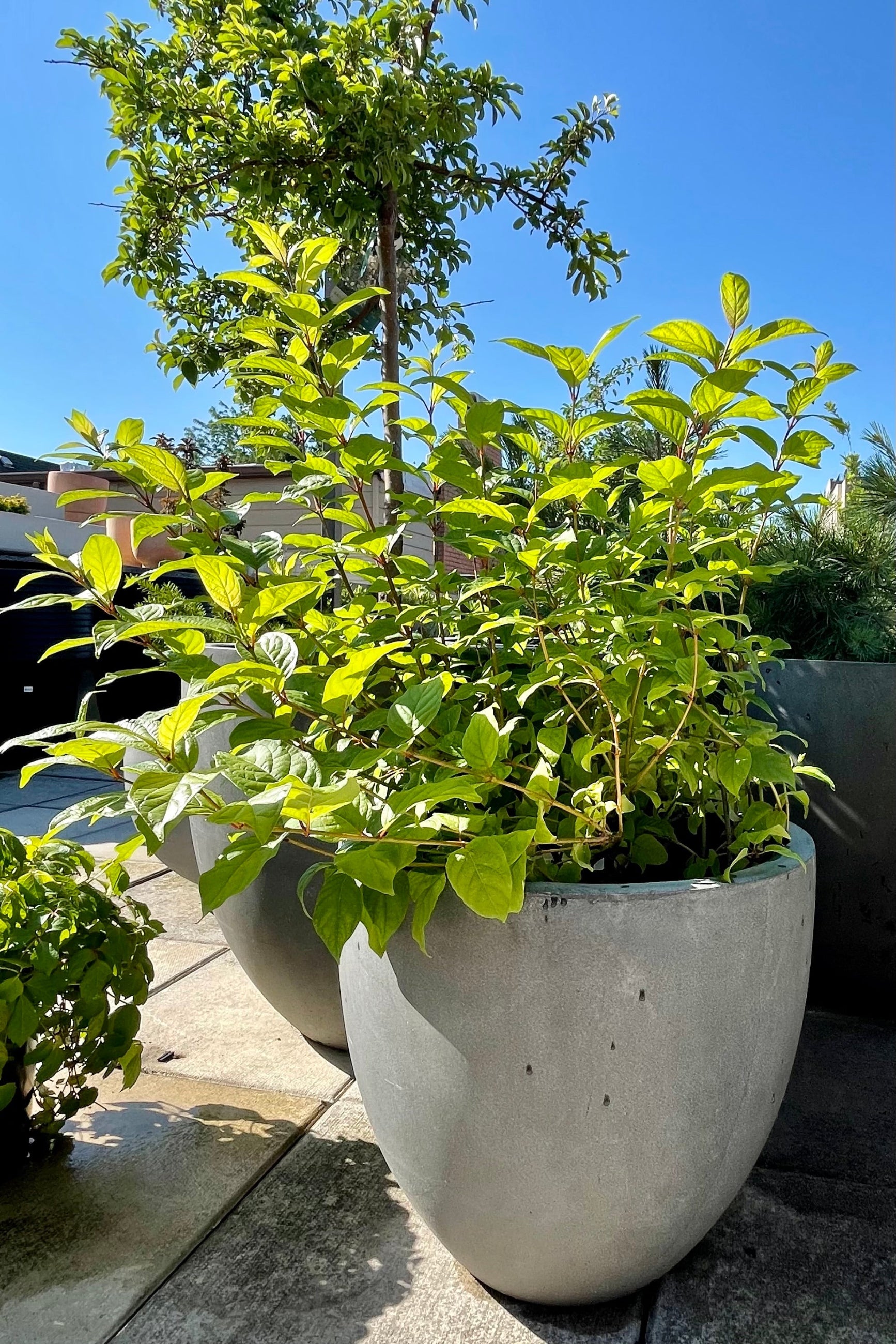 Cephalanthus occidentalis 'Fiber Optics' #2 - Beautiful Ornamental Shrub for Landscaping, Gardens & Outdoor Decor