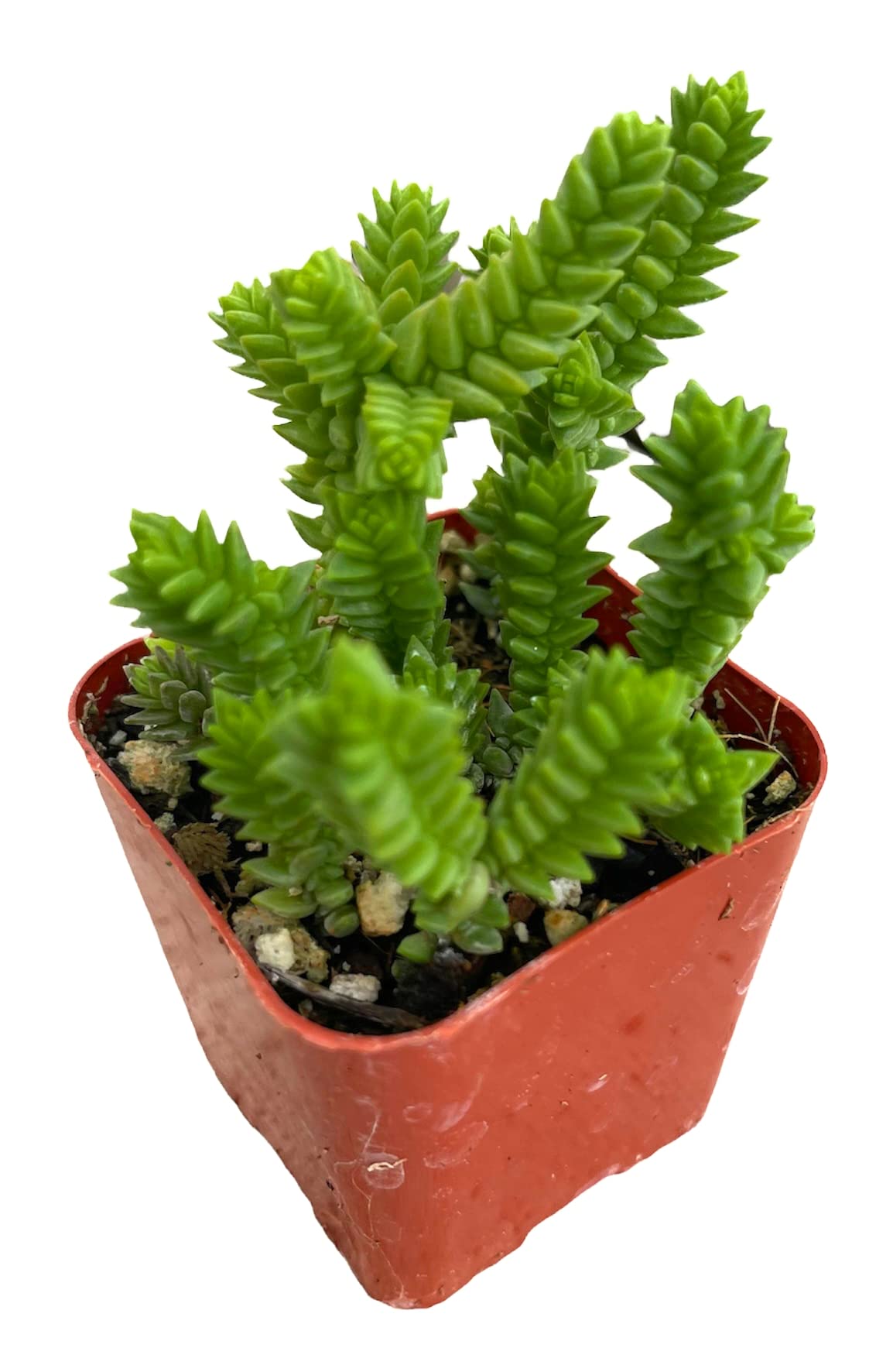 Live Succulent Cactus Plants - Crassula Muscosa Watch Chain Plant in 2 Inch Pot | Perfect for Home Decor, Office Desk & Indoor Gardening