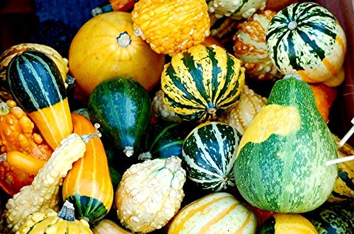Decorative Pumpkin Seed Mix - Non-GMO Ornamental Squash & Gourd Seeds (10 Pack) for Planting, Fall Home Decor, Thanksgiving Centerpieces & Garden Landscaping