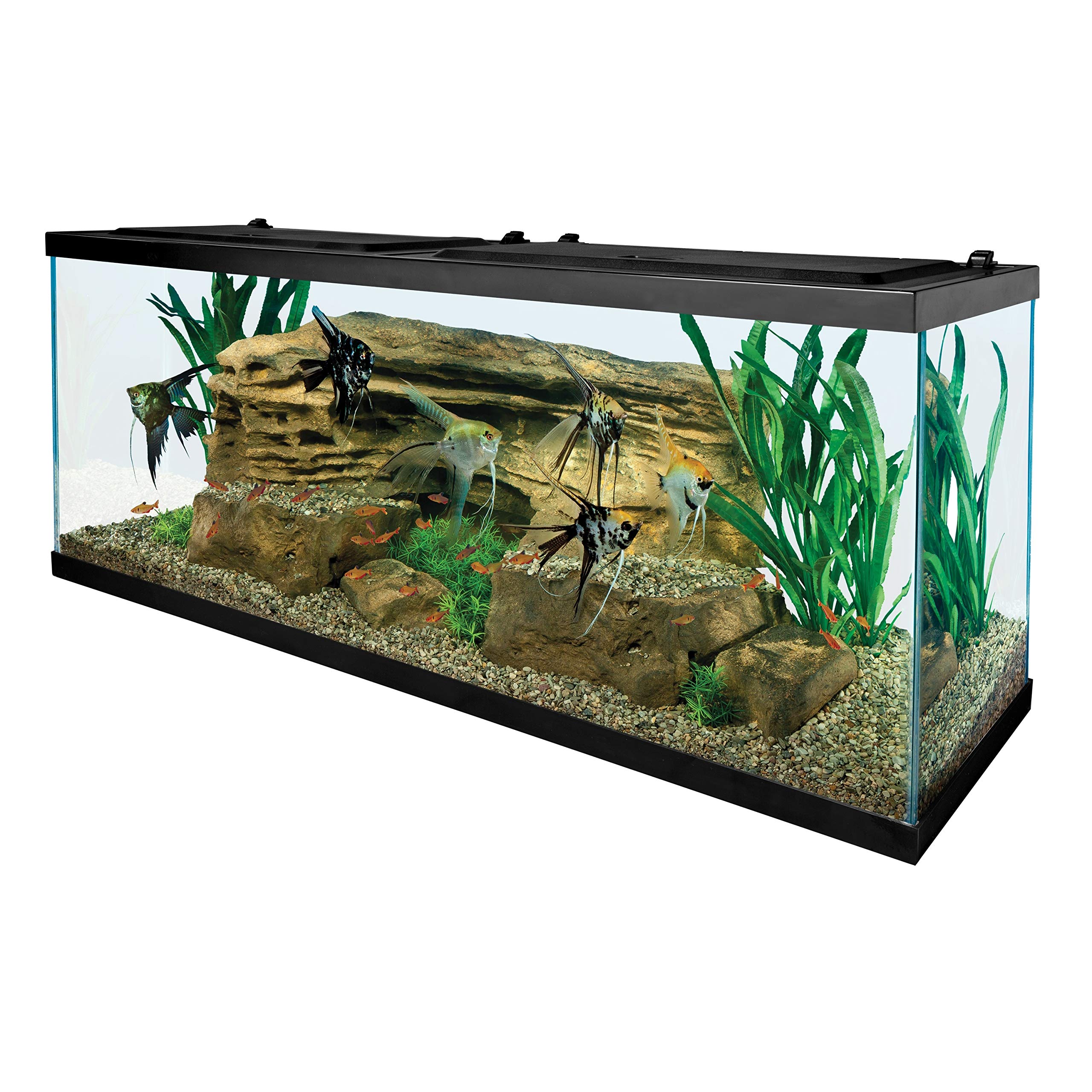55 Gallon Tetra Glass Aquarium - Rectangular Fish Tank for Freshwater & Saltwater (NV52018) - Perfect for Home, Office & Classroom Aquascaping
