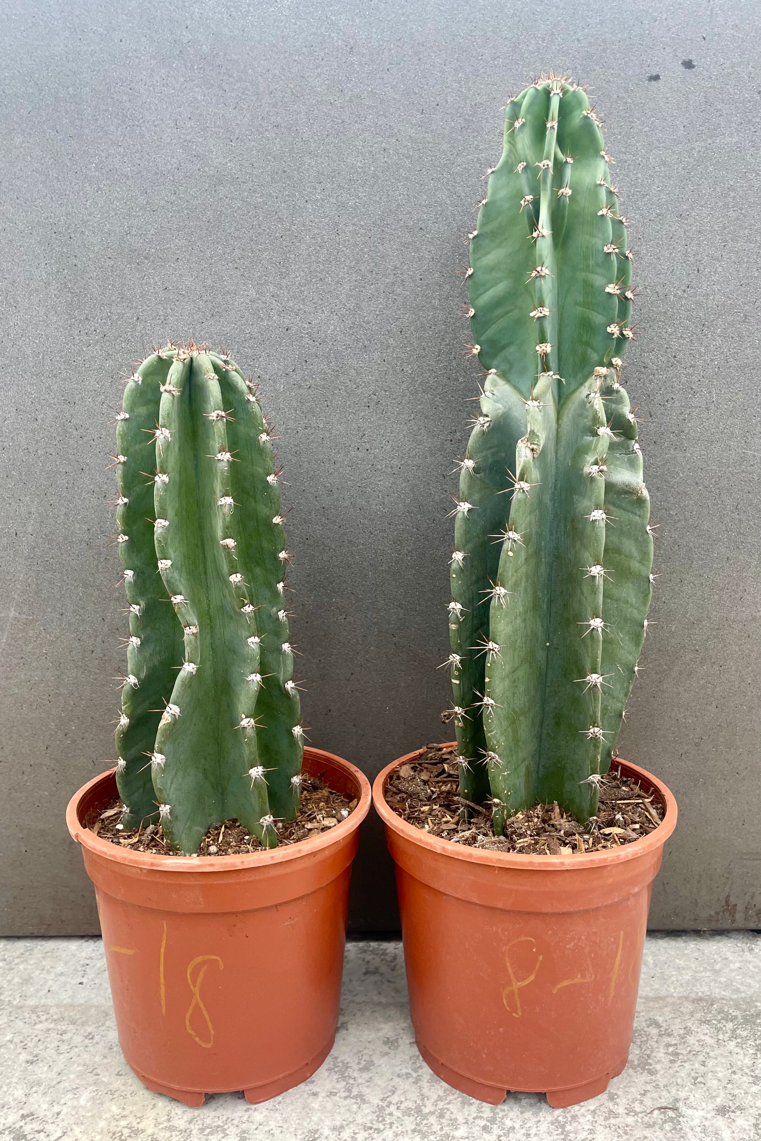 Buy Cereus Peruvianus Cactus - 8 Inch Potted Plant for Home & Office Decor, Indoor Gardening, and Succulent Lovers