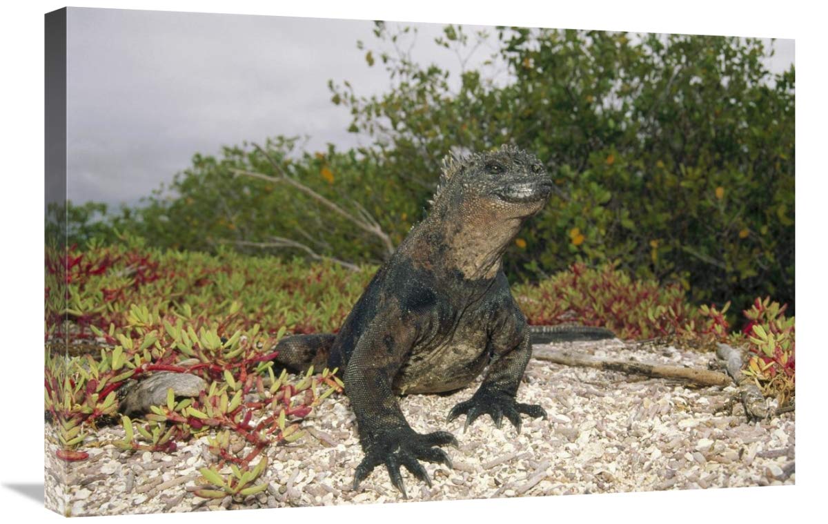 Premium Marine Iguana Canvas Art Print - 30x20 Inches - Galapagos Islands Wildlife Wall Decor - Perfect for Living Room, Bedroom & Office