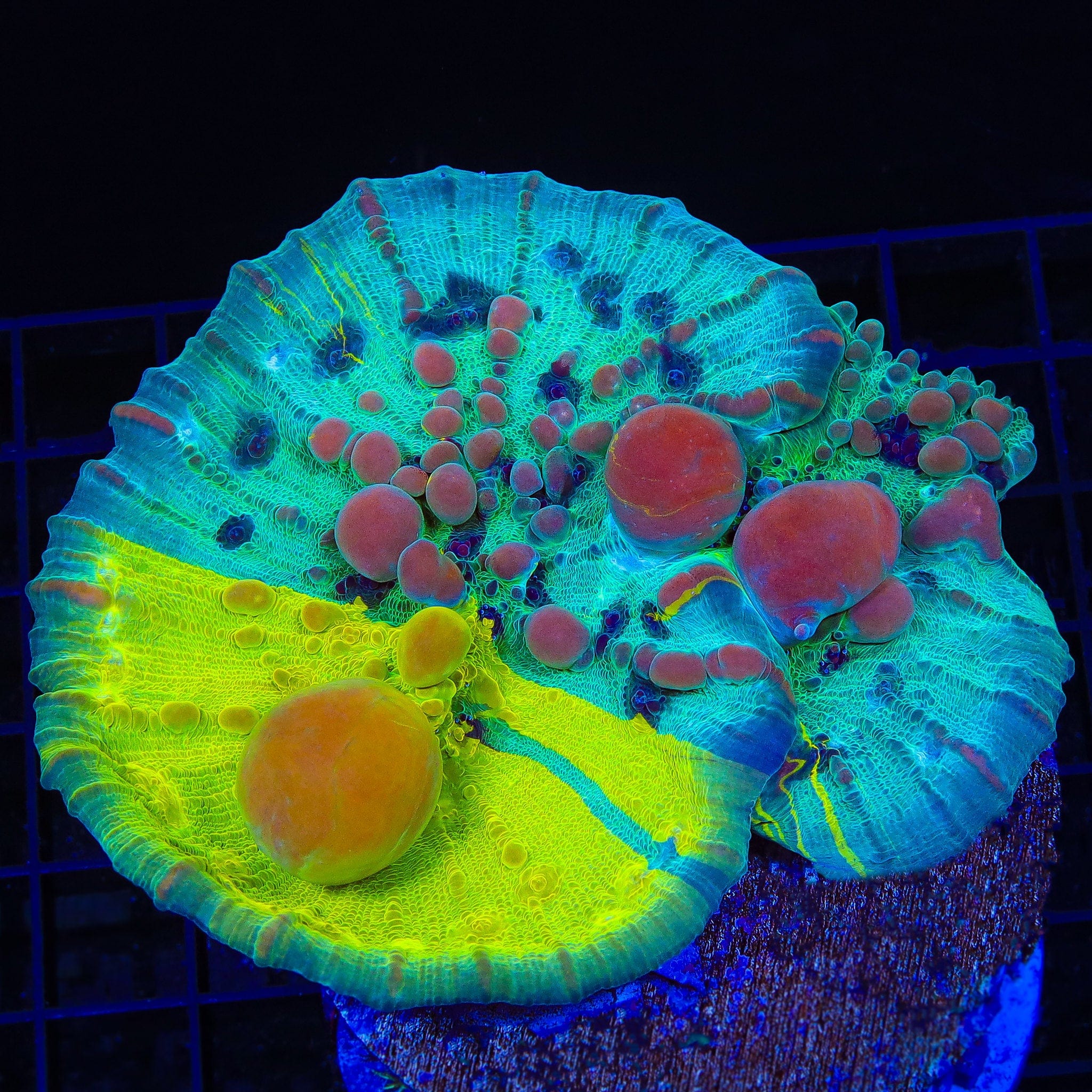 Cosmic Candy Bounce Chalice Coral - Vibrant Saltwater Aquarium Coral for Reef Tanks | Perfect for Marine Aquascaping & Coral Propagation