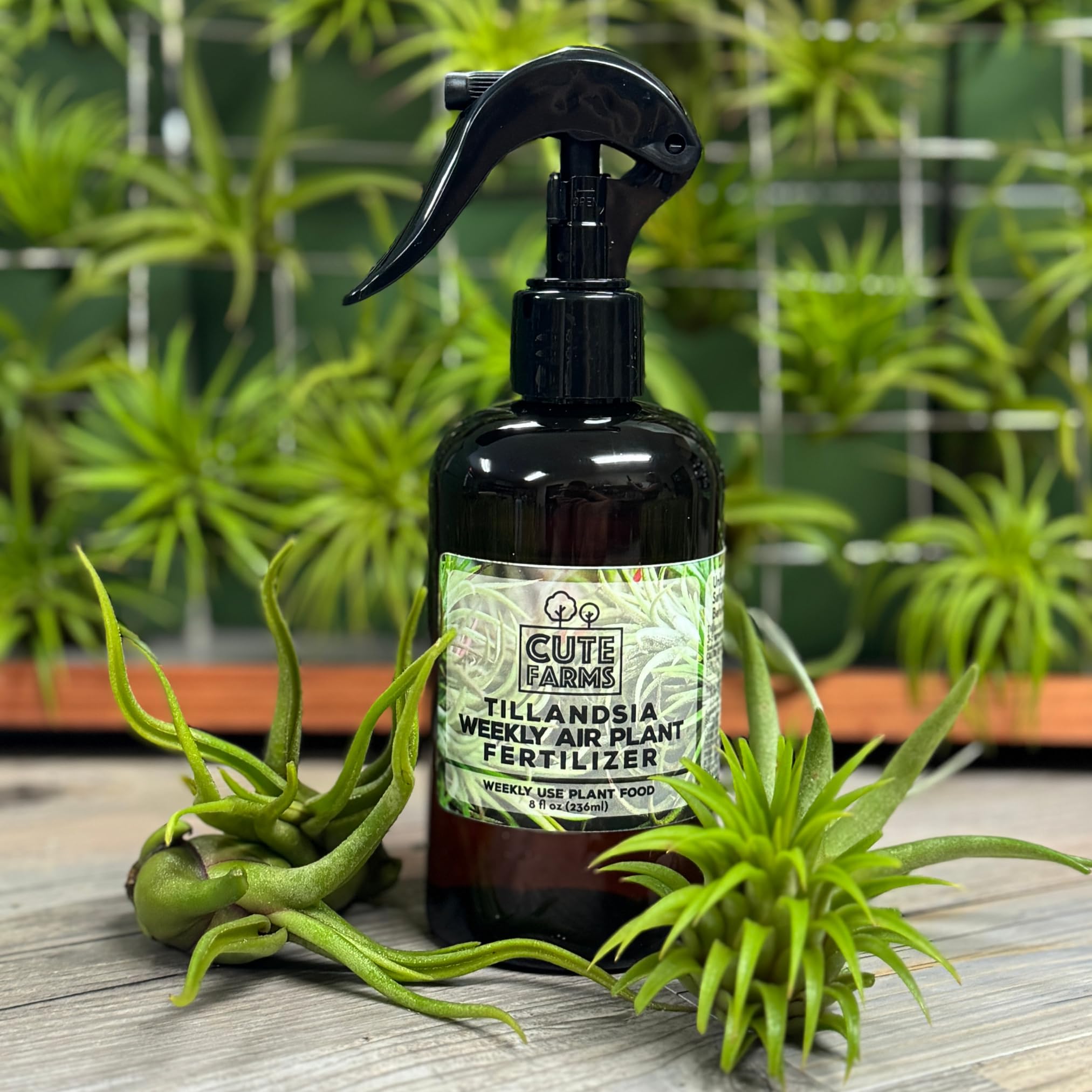 Cute Farms Tillandsia Air Plant Fertilizer - Gentle Weekly Use Plant Food with Care Guide | 8 oz. Spray Bottle for Healthy Growth | Perfect for Home, Office & Terrarium Decor