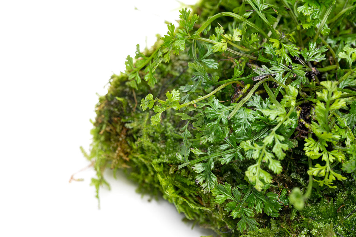 Premium Foresta Mat with Bolbitis Difformis & Christmas Moss - Live Aquarium Plant Carpet for Shrimp Tanks, Nano Aquascapes & Natural Aquatic Decor