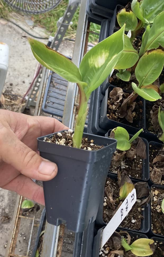Dwarf Green Banana Live Plant - Musa Dwarf Green Banana Tree for Home Garden, Patio & Indoor Decor | Easy to Grow Tropical Fruit Plant
