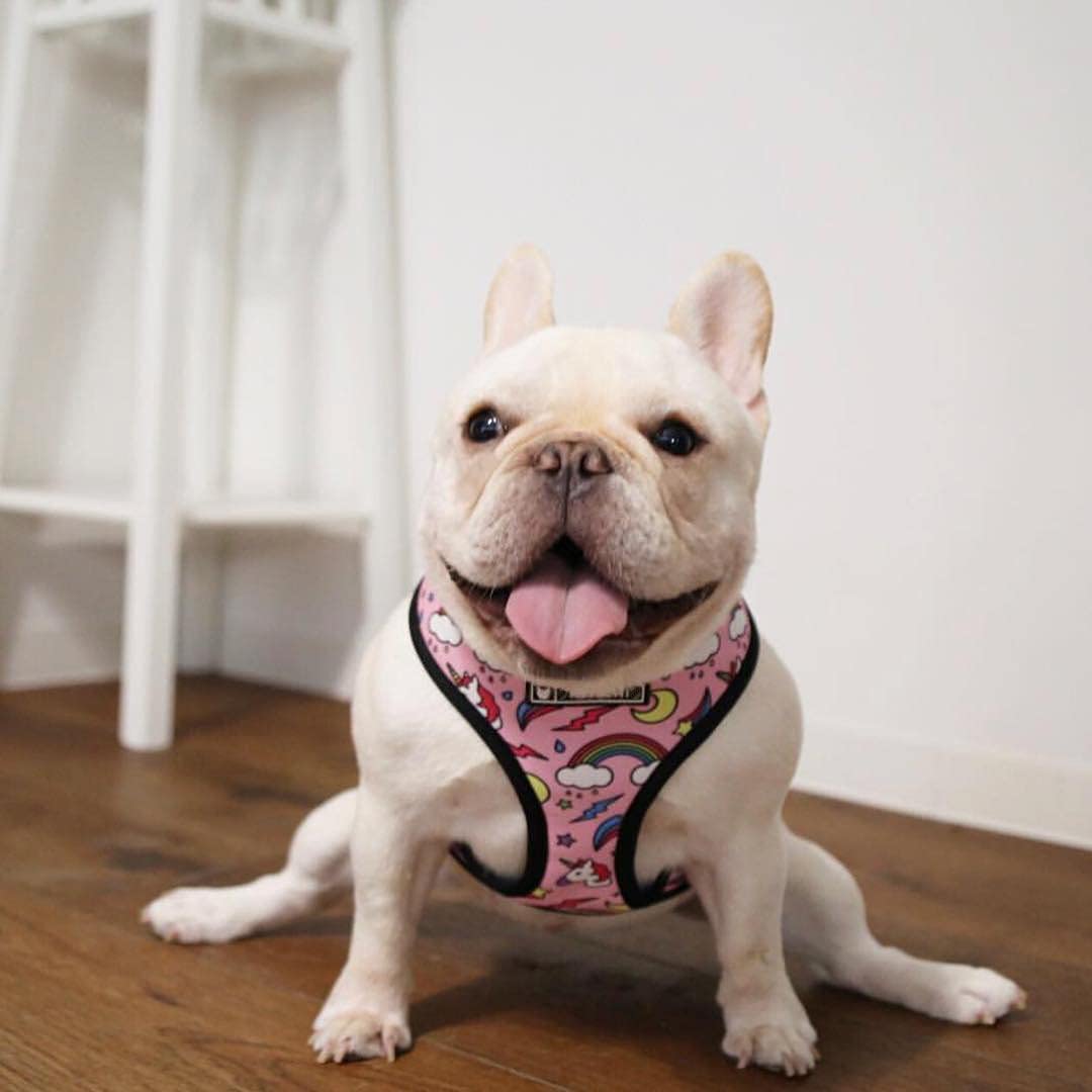 **No Pull Dog Vest Harness with Unicorn Print - Breathable Mesh Padded Harness & Leash Set for Small & Medium Dogs - Perfect for Outdoor Walking, Training & Travel (Pink Unicorn, Large)**