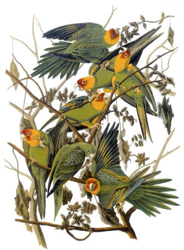 Audubon Carolina Parakeet Fine Art Print - North America Birds Collection | Premium Wall Decor for Home, Office & Gift