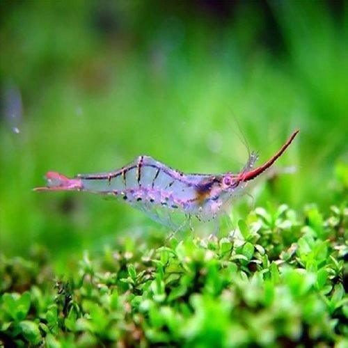 Premium Red Skunk Shrimp (Lysmata amboinensis) - Live Saltwater Cleaner Shrimp for Reef Tanks & Aquariums | Natural Algae Eater & Tank Cleaner | Perfect for Marine Ecosystems & Coral Tanks