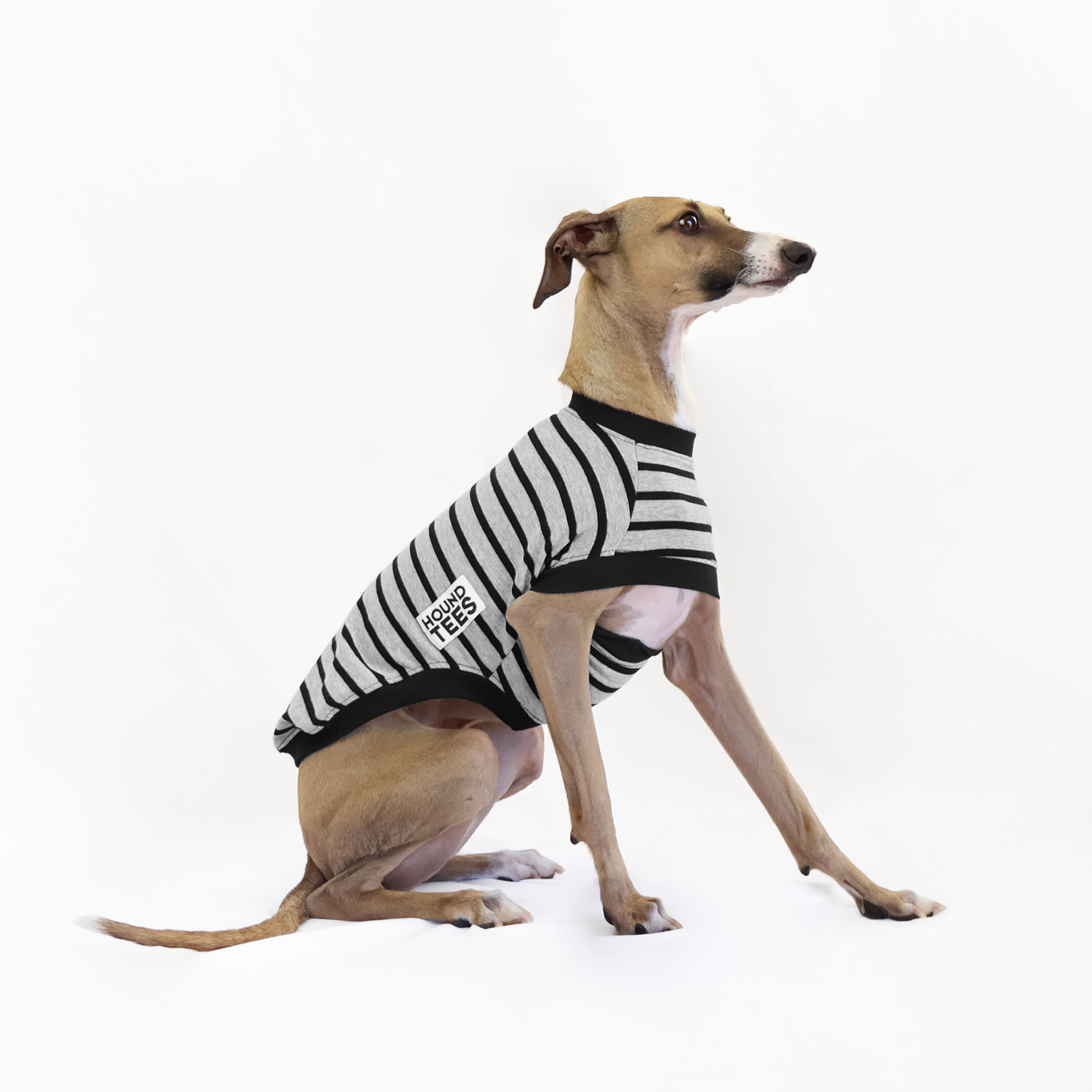 Baddie Italian Greyhound Sleeveless Hound Tee - Trendy Dog Lover T-Shirt for Women - Perfect for Casual Wear, Dog Park Outings & Pet Owner Fashion