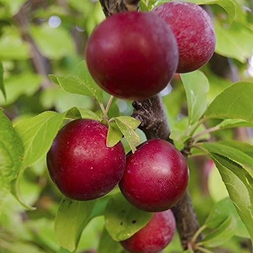 Buy Mphmi Plum Plant (Prunus Domestica Aloo Bukhara) - Fresh Fruit Tree for Home Garden, Backyard Orchard & Landscaping | Perfect for DIY Gardening, Organic Farming & Outdoor Decor