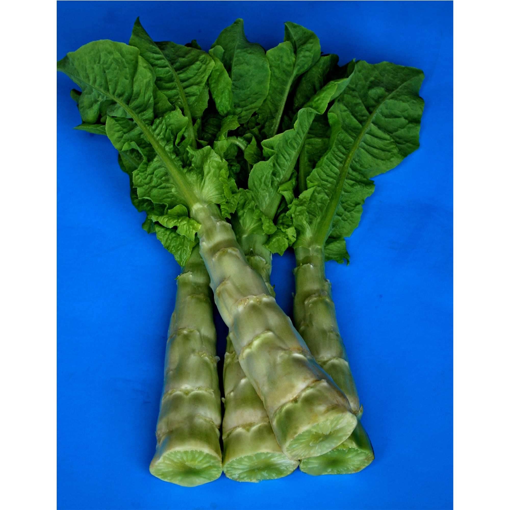 Purple Tower Celtuce Lettuce Seeds - Non-GMO Heirloom Asian Vegetable - 4 Oz Pack (~74,000 Seeds) for Home Gardening, Urban Farming & Asian Cuisine