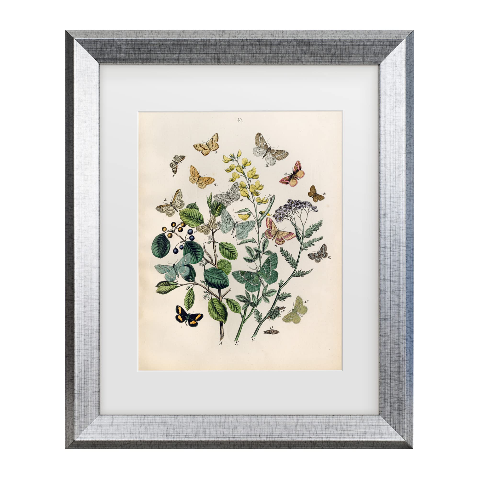 Trademark Fine Art 'Papillion Butterflies' Canvas Wall Art Print - Vibrant Butterfly Painting for Home Decor, Living Room & Bedroom Aesthetics