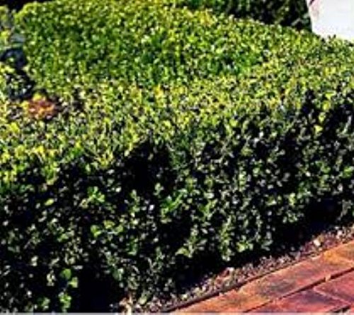 Wintergreen Korean Boxwood (Buxus) Live Plant in Trade Gallon Pot - Evergreen Shrub for Landscaping, Hedges & Garden Borders