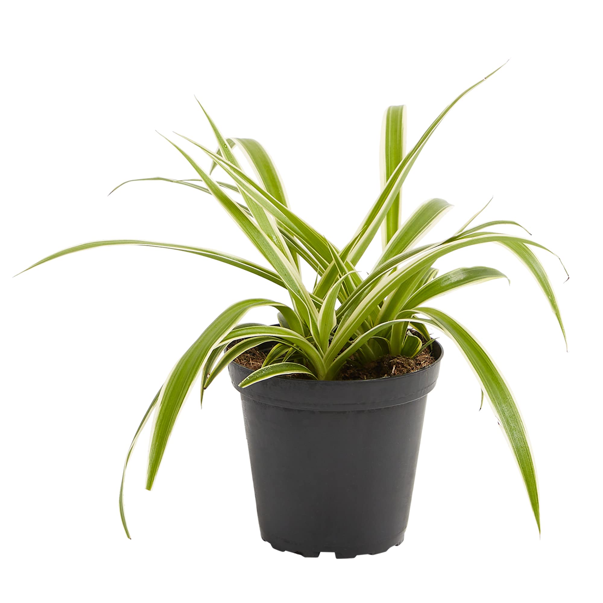 Lively Root Spider Plant - 4 Inch in Grower Pot, Easy Care Live Houseplant for Home & Office Decor, Pet Friendly Indoor Plant with Variegated Leaves - Perfect for Living Room, Bedroom, or Desk Decor