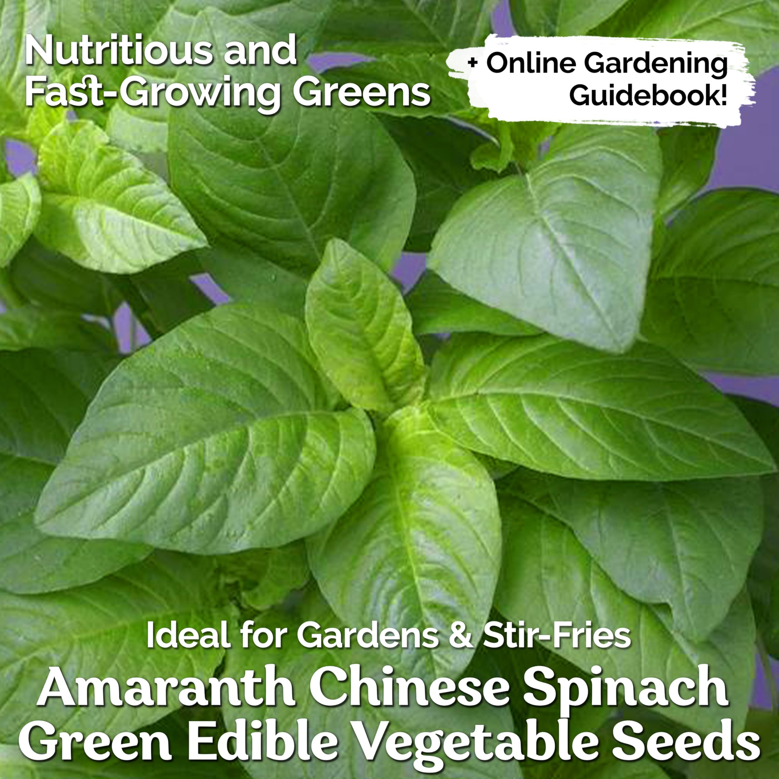 Organic 500 Green Leaf Amaranth Seeds (Amaranthus Mangostanus) - Chinese Spinach, Callaloo, Lu Hsien, Xian Cai Non-GMO Heirloom Seeds for Outdoor Gardening - Perfect for Home Vegetable Gardens, Urban Farming & Sustainable Agriculture