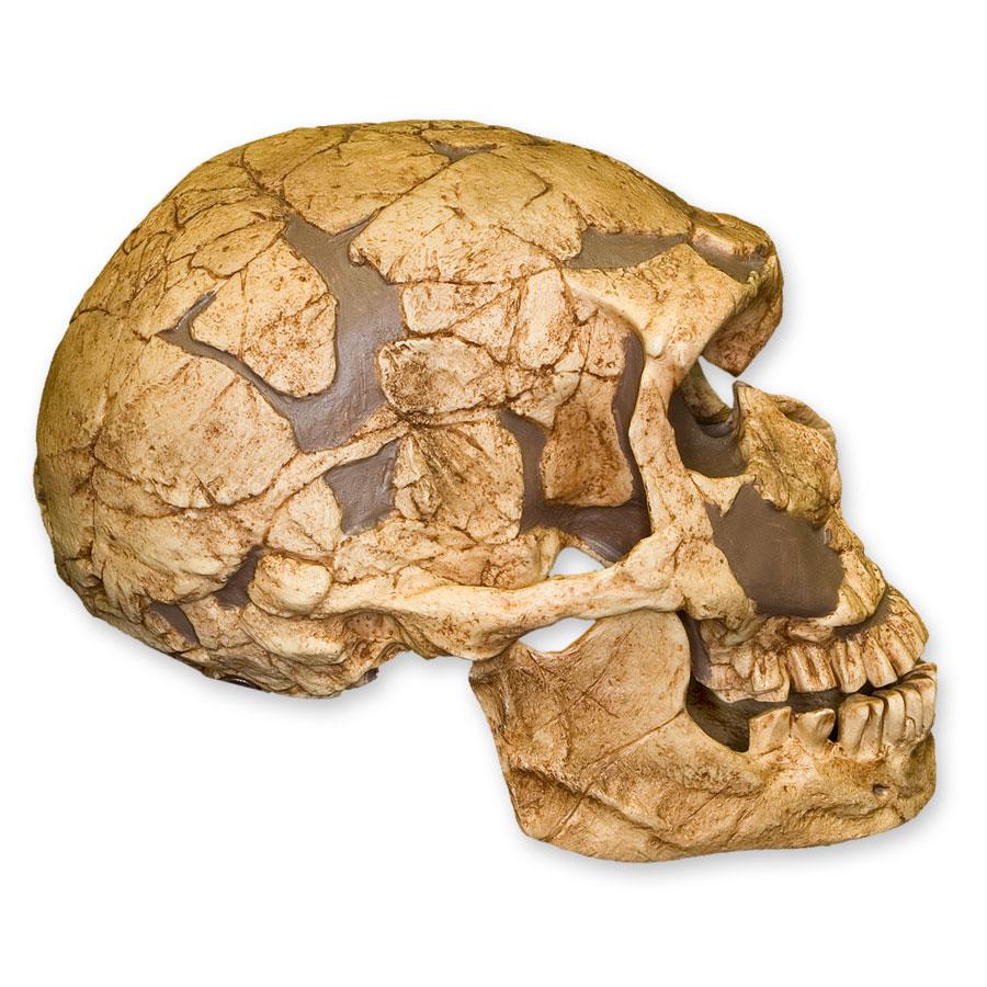 Authentic Replica La Ferassie Skull - High-Quality Human Skull Model for Medical Study, Halloween Decor & Anthropology Research - Perfect for Educational Display, Horror Props & Collector's Showcase
