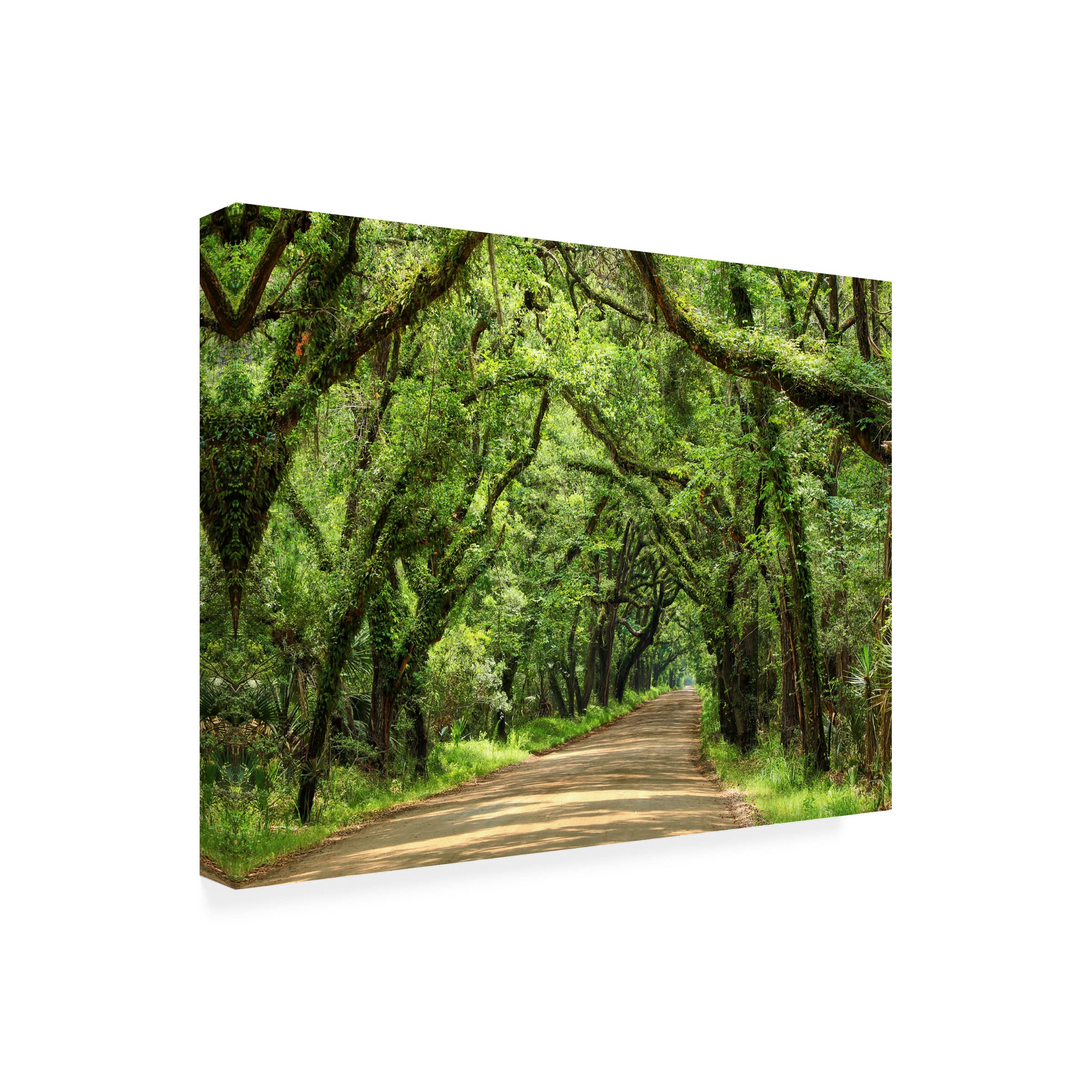 James McLoughlin 'Canopy Road III' Canvas Art Print 14x19 Inch - Trademark Fine Art Collection - Perfect for Living Room, Bedroom & Office Wall Decor