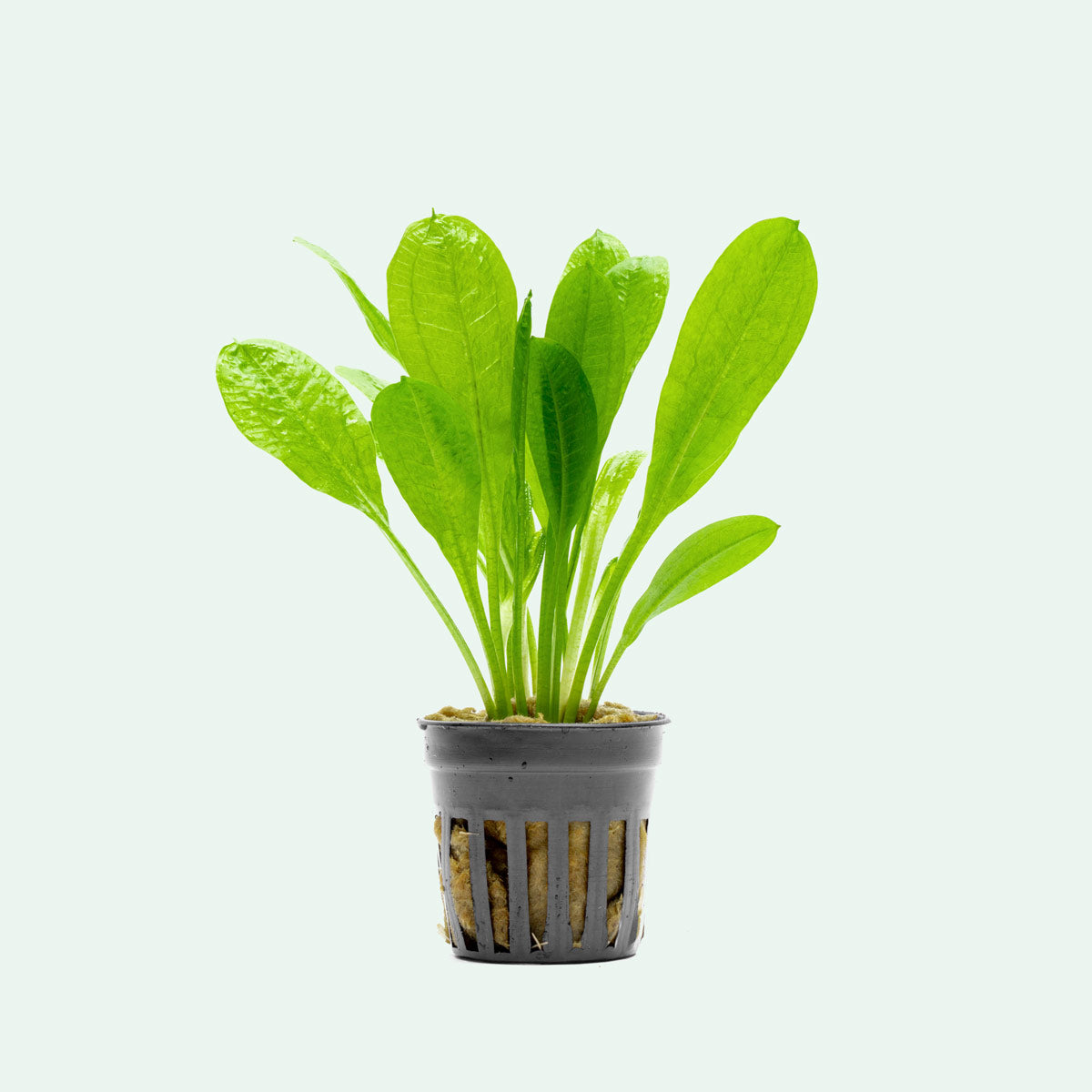 Echinodorus Parviflorus Amazon Sword Plant - Live Aquatic Plant for Freshwater Aquariums, Fish Tanks & Aquatic Gardens