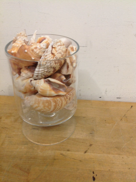 9 Inch Clear Glass Vase with Decorative Seashells - Perfect for Wedding Centerpieces, Home Decor & Floral Arrangements