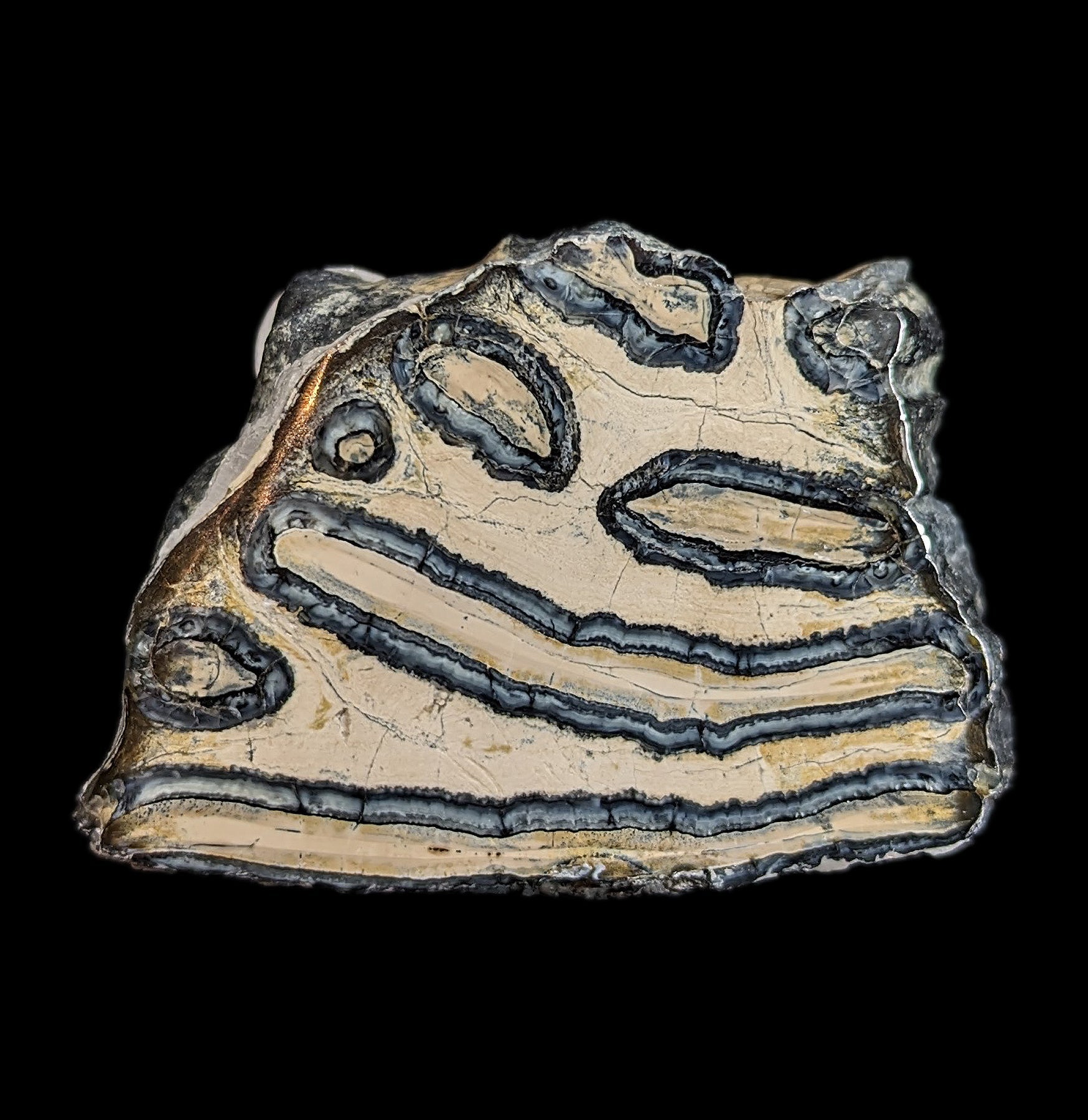 Polished Mammoth Tooth Slice - Genuine Fossil Collectible for Home Decor & Jewelry Making | Perfect for Paleontology Enthusiasts & Unique Gift Ideas