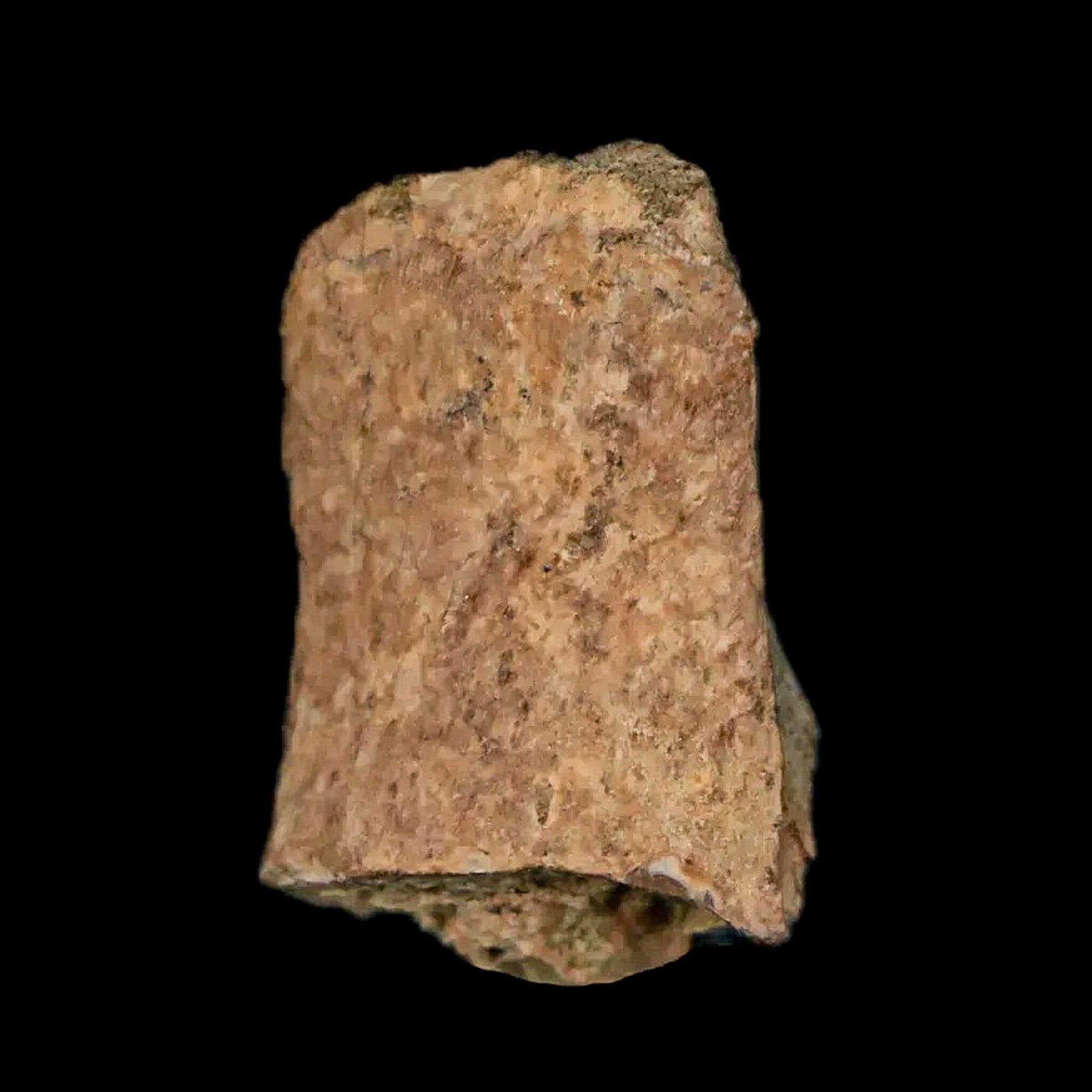 Authentic Thescelosaurus Dinosaur Fossil Bone - Cretaceous Period, Lance Creek Formation, Wyoming (COA Included) - Perfect for Paleontology Collectors & Museum Displays