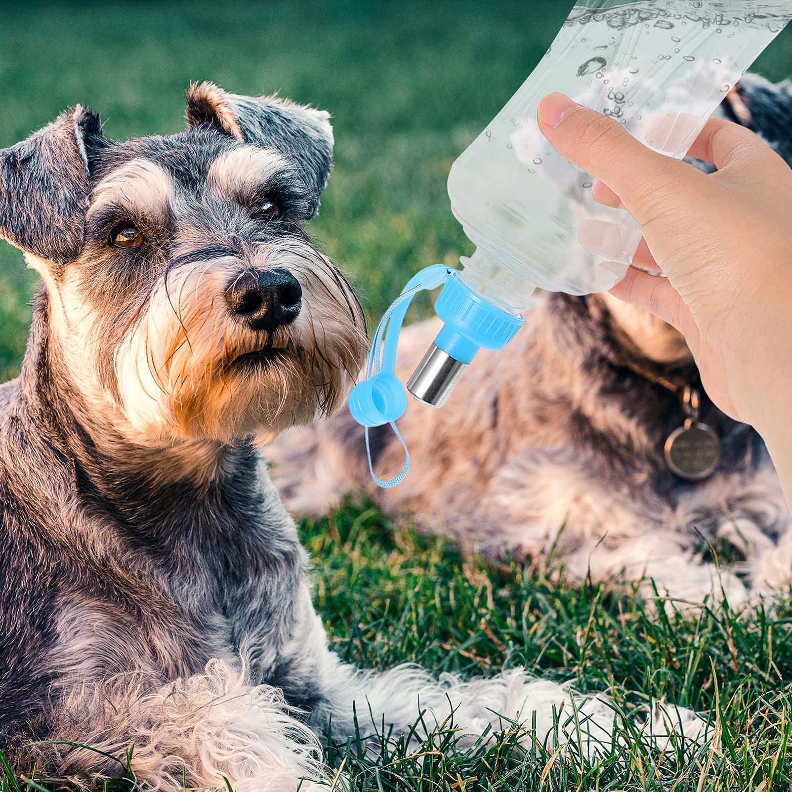 2 Pack Portable Pet Water Bottle with Drinking Spout - Leakproof Travel Dog Water Dispenser for Small Animals, Cats & Dogs - Ideal for Hiking, Walking, Camping & Outdoor Adventures