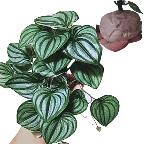 Green Watermelon Peperomia