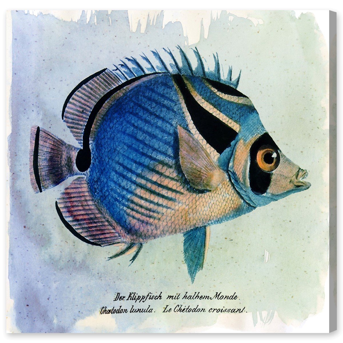 Oliver Gal Artist Co. 'Croissant Fish' Animal Wall Art Canvas Print - 16x16 Inch Blue & Brown Modern Home Decor - Perfect for Living Room, Bedroom, or Office Wall Decor