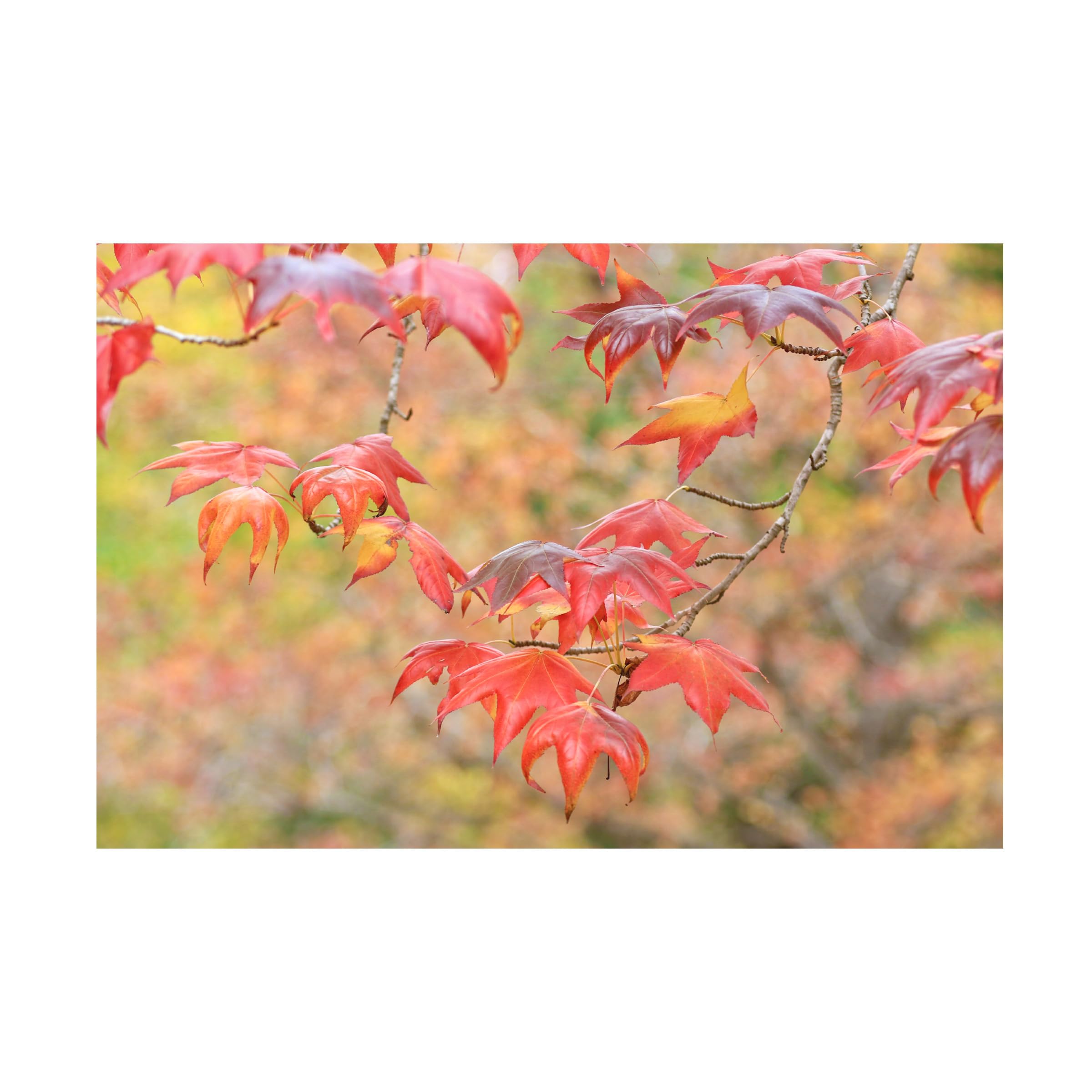 Falltime In My Garden Canvas Wall Art Print by Beata Czyzowska - Handmade Floral Landscape Painting for Living Room, Bedroom & Office Decor