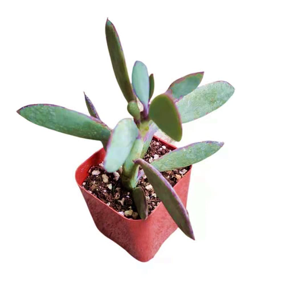 Live Succulent Plants - Senecio Crassissimus (2