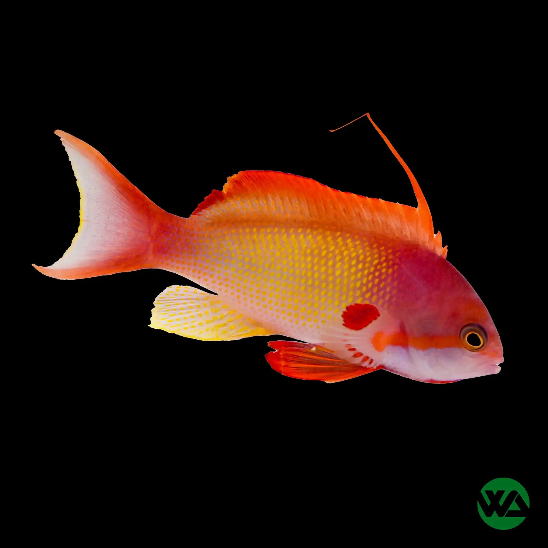 Lyretail Anthias (Pseudanthias squamipinnis) - Saltwater Aquarium Fish for Reef Tanks & Marine Aquascaping