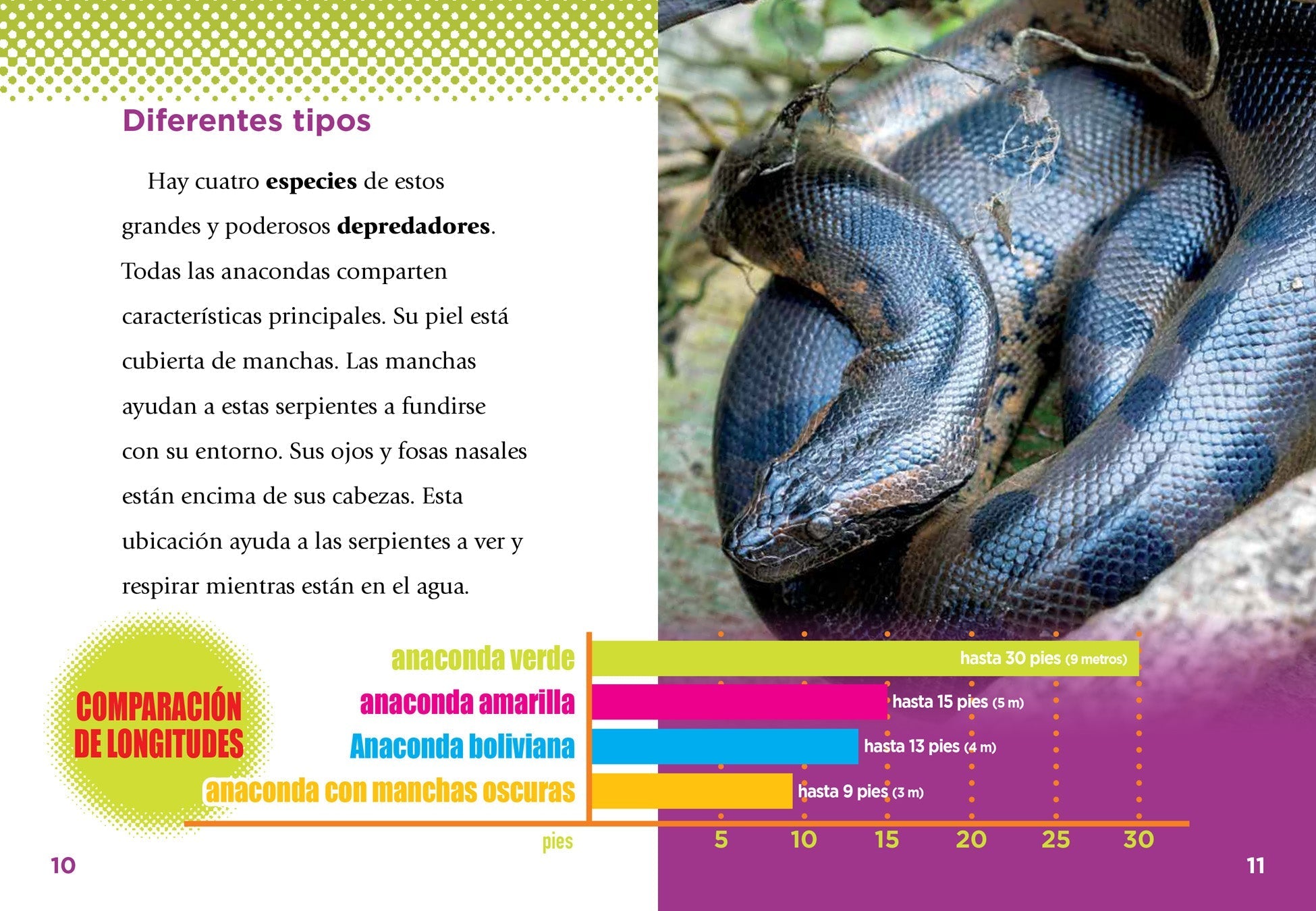Anacondas Book 9781623105167 - Fascinating Facts & Habitat Guide for Reptile Enthusiasts | Perfect for Wildlife Research & Nature Lovers