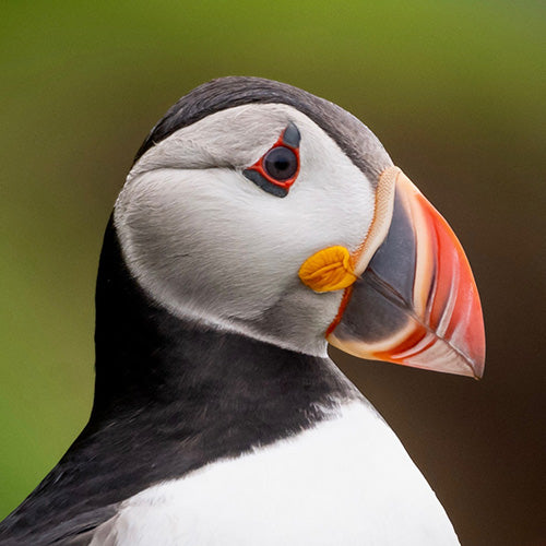 Leica Photo Adventure: Faroe Islands Photography Workshop | August 10-17, 2025 | Landscape & Travel Photography Tour for Enthusiasts