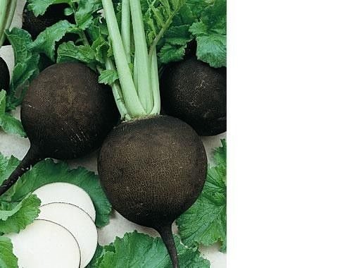 100 Black Spanish Round Radish Seeds - Heirloom, Non-GMO, Crisp & Spicy - Easy to Grow for Home Garden & Salads