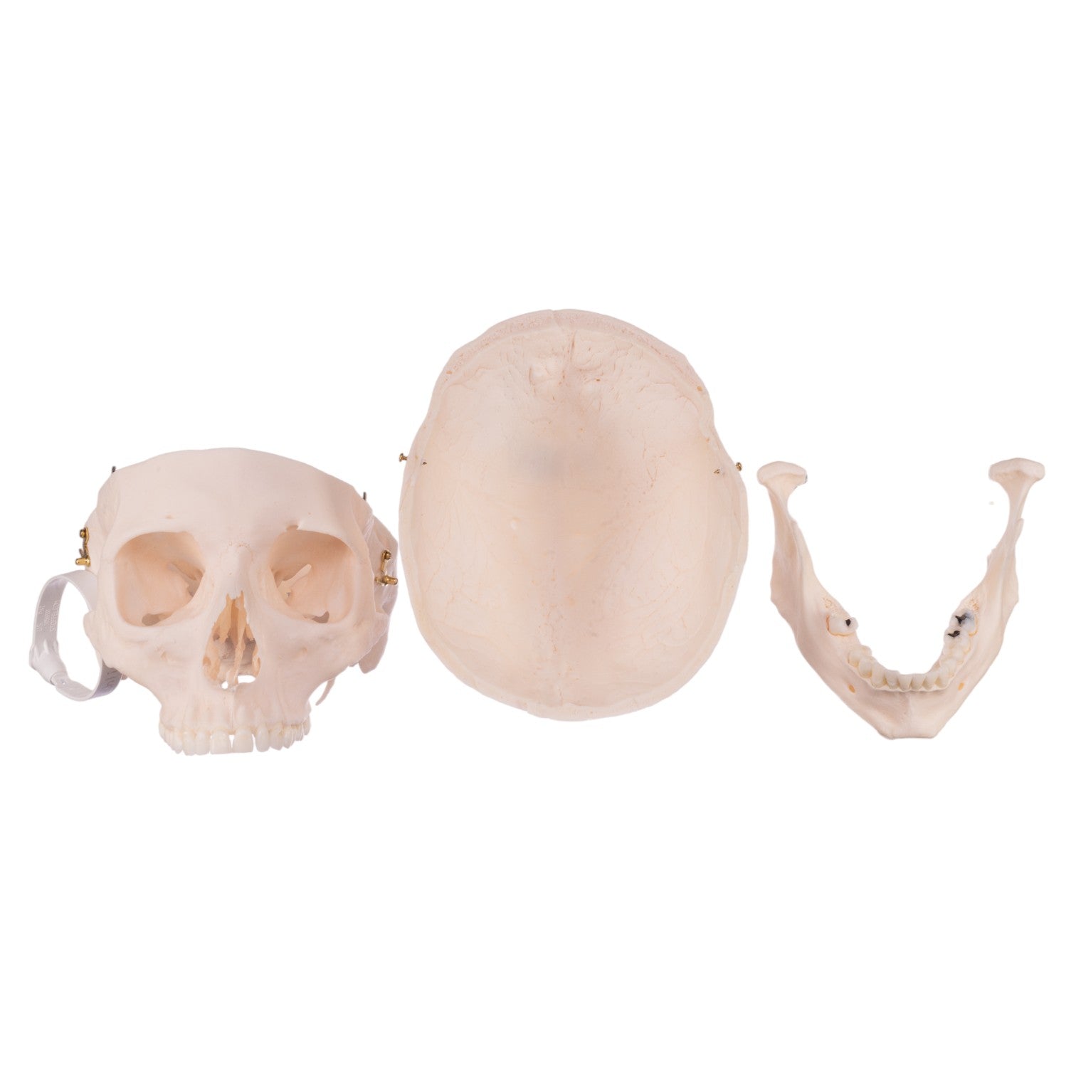 Premium Anatomical Human Skull Model - Medical Grade, Life-Sized for Accurate Study | Perfect for Medical Students, Doctors & Halloween Decor