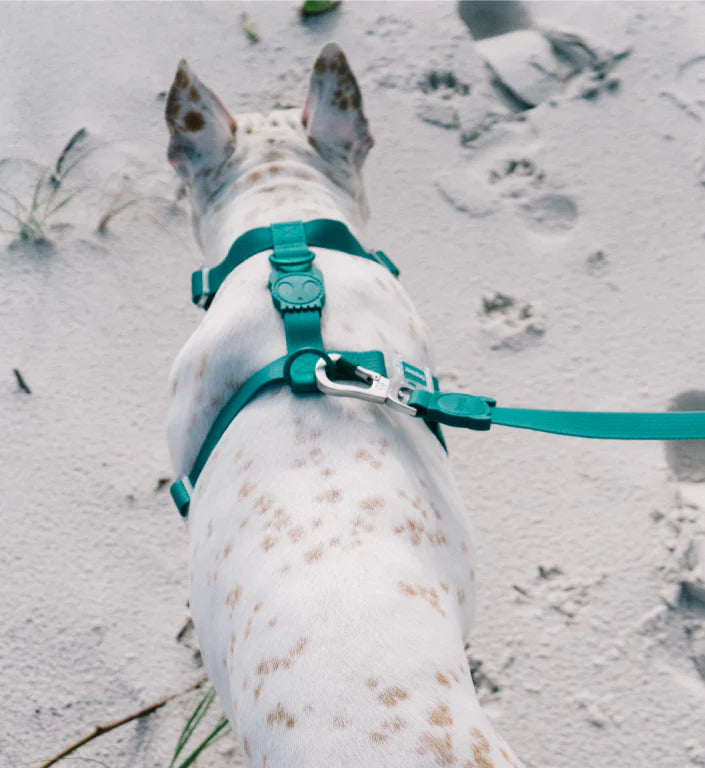 Neopro Amazonia Dog Collar by Zee.Dog - Durable & Stylish Pet Collar for Small, Medium & Large Dogs - Perfect for Walking, Training & Outdoor Adventures