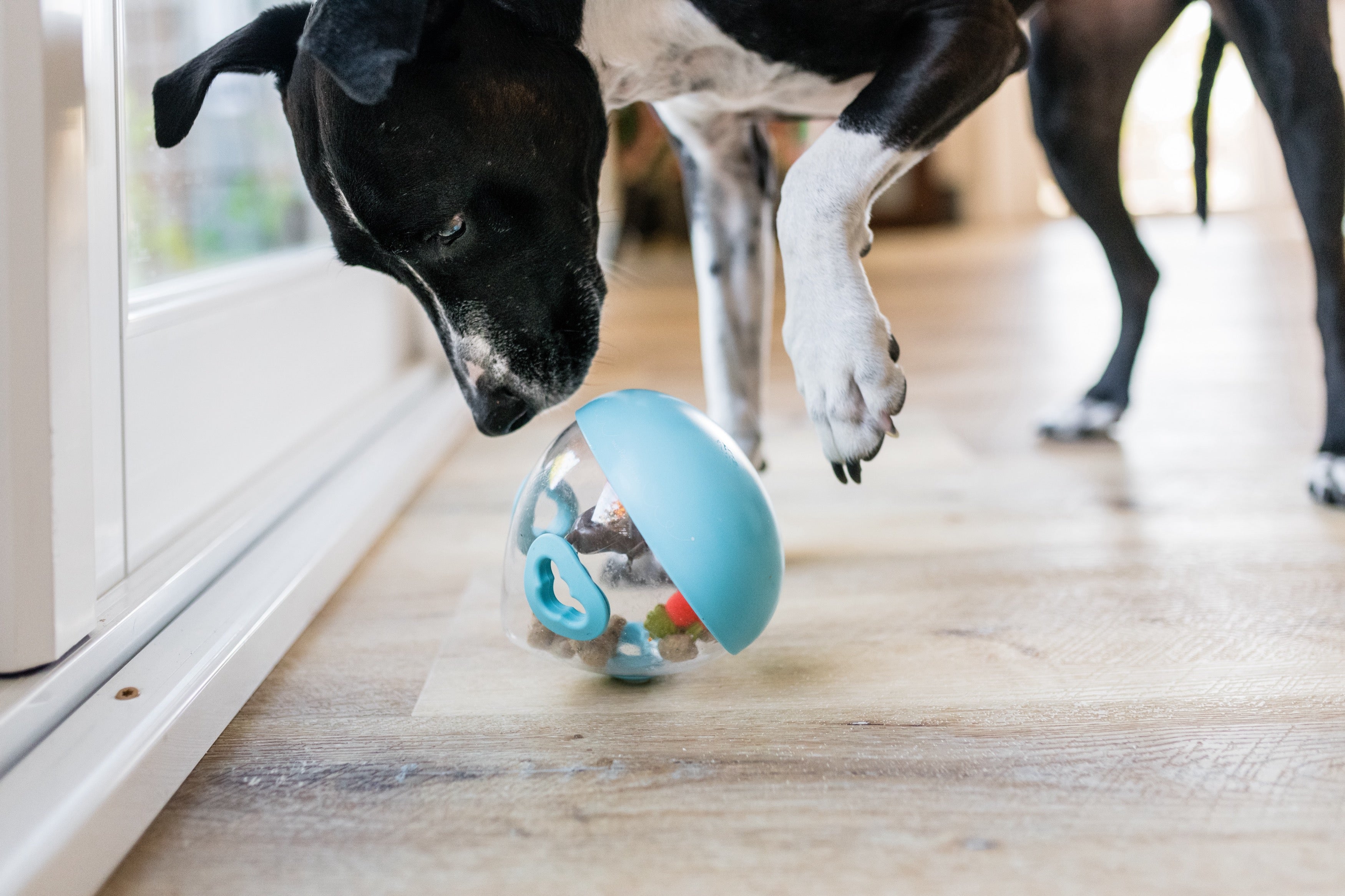 Interactive Wobble Ball Dog Toy with Treat Dispenser - Blue | Pet P.L.A.Y. | Fun Puzzle Game for Dogs to Stimulate Mind & Reward Good Behavior