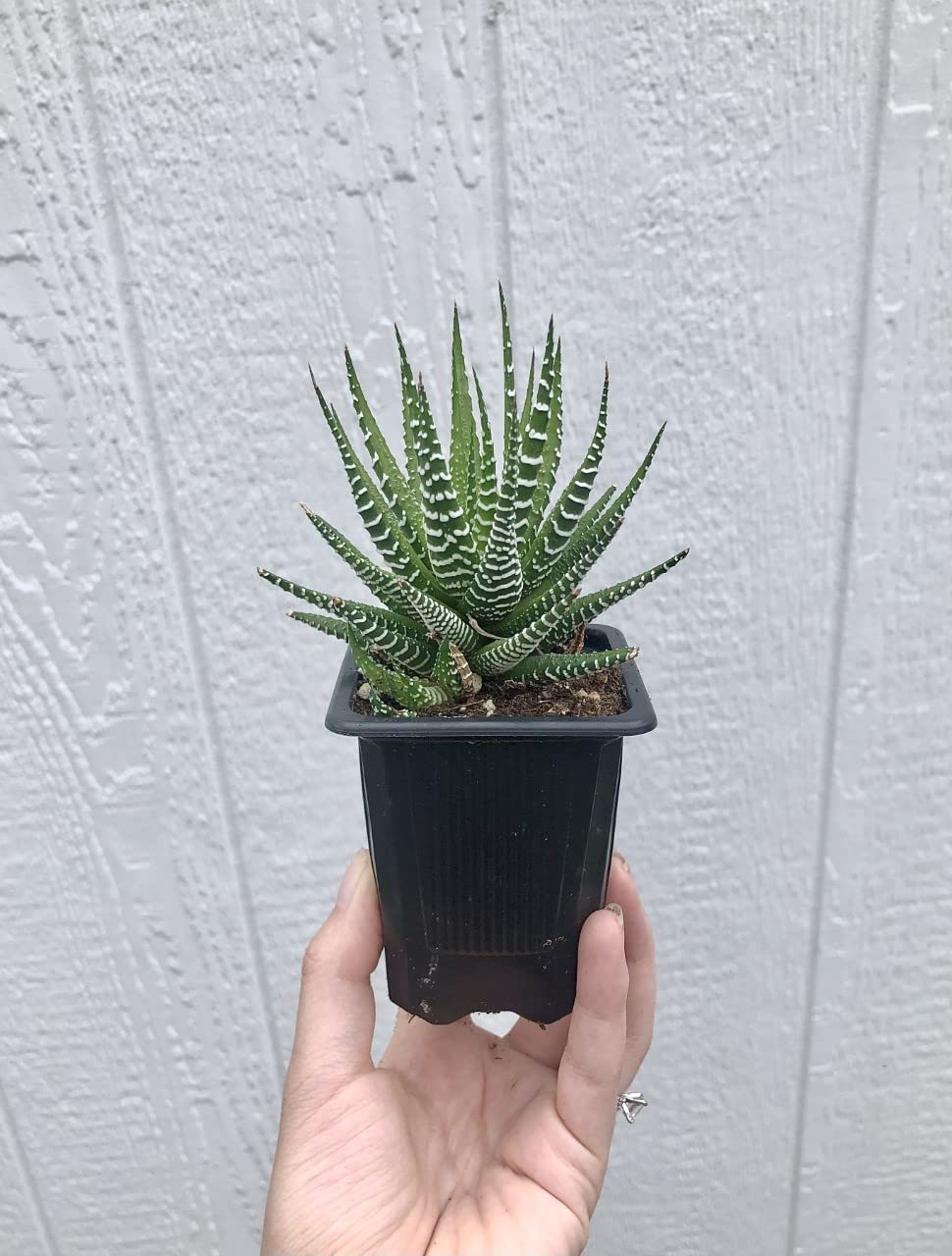 2.5