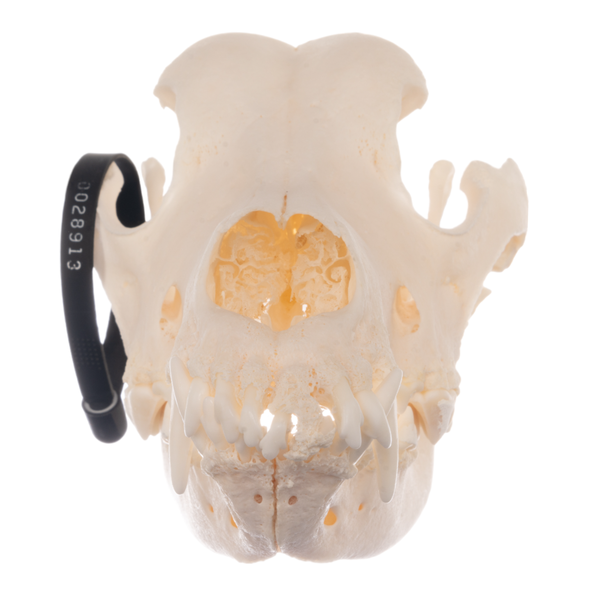 Authentic German Shepherd Dog Skull - Real Domestic Canine Skull for Veterinary Study, Taxidermy, and Educational Displays