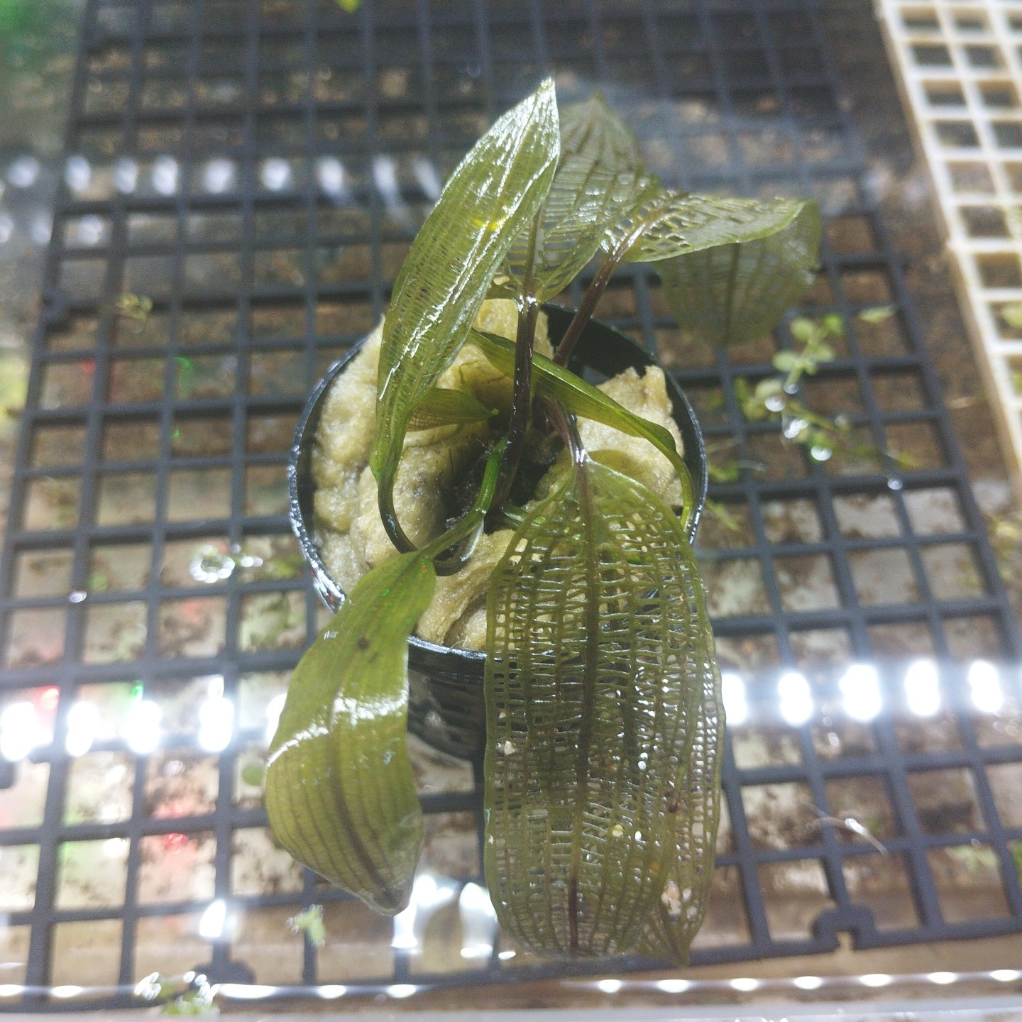 TCulture Aponogendon Madagascariensis Live Aquatic Plant for Aquarium - Freshwater Fish Tank Decor, Easy to Grow Madagascar Lace Plant - Perfect for Home & Office Aquascaping