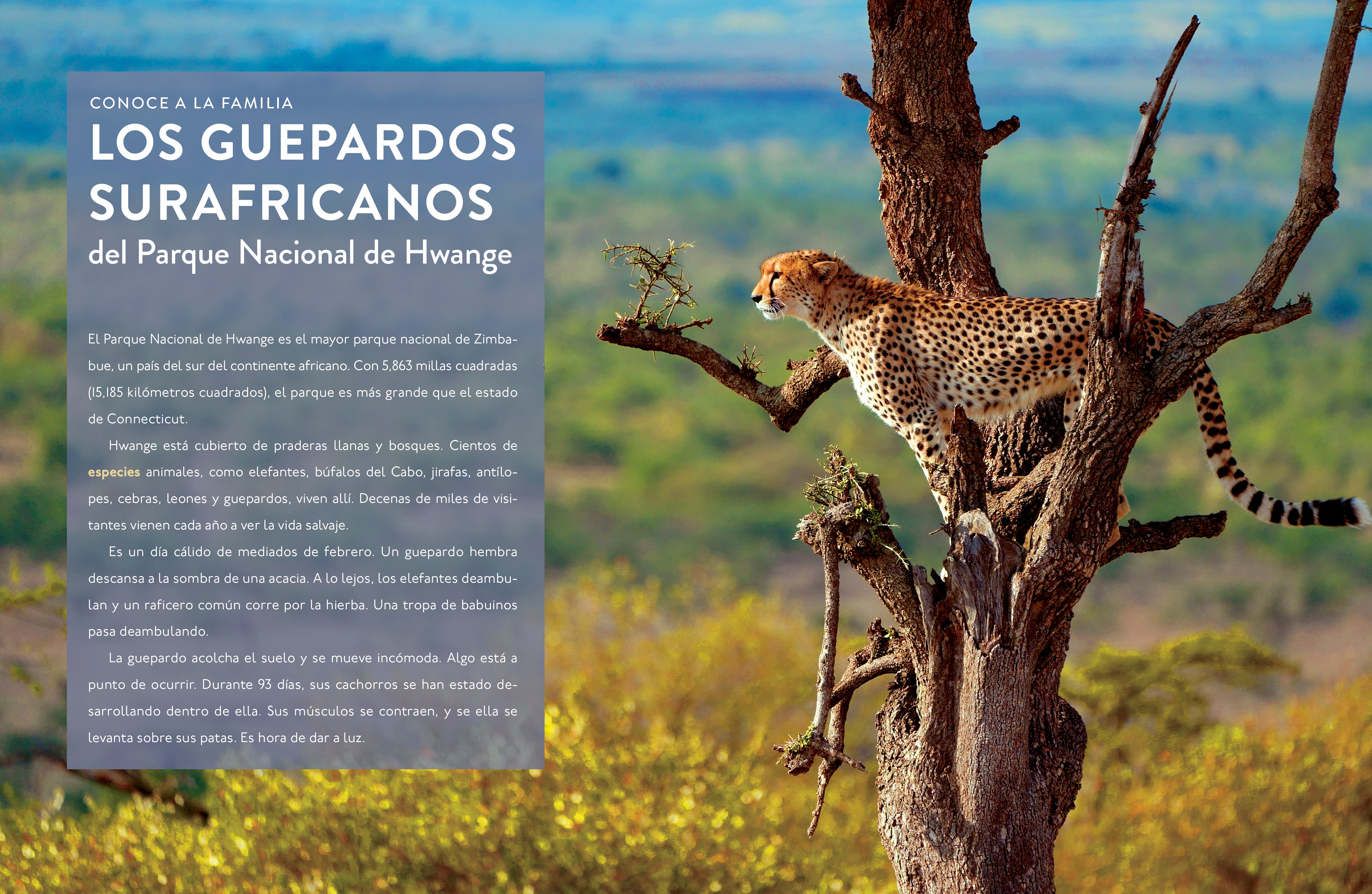 El Guepardo 9798889894650 - Premium Cheetah Print Fashion Accessories for Women & Men | Perfect for Parties, Travel & Everyday Style