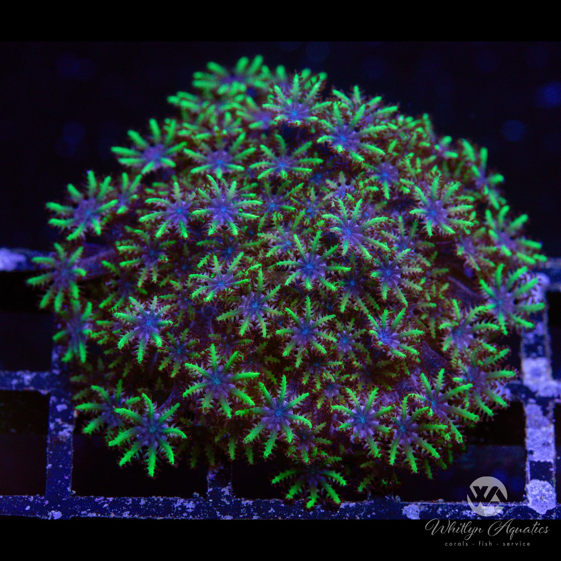 Premium Blue Symodium Coral for Saltwater Aquariums - Vibrant Color & Easy Care - Perfect for Reef Tanks & Marine Aquascaping