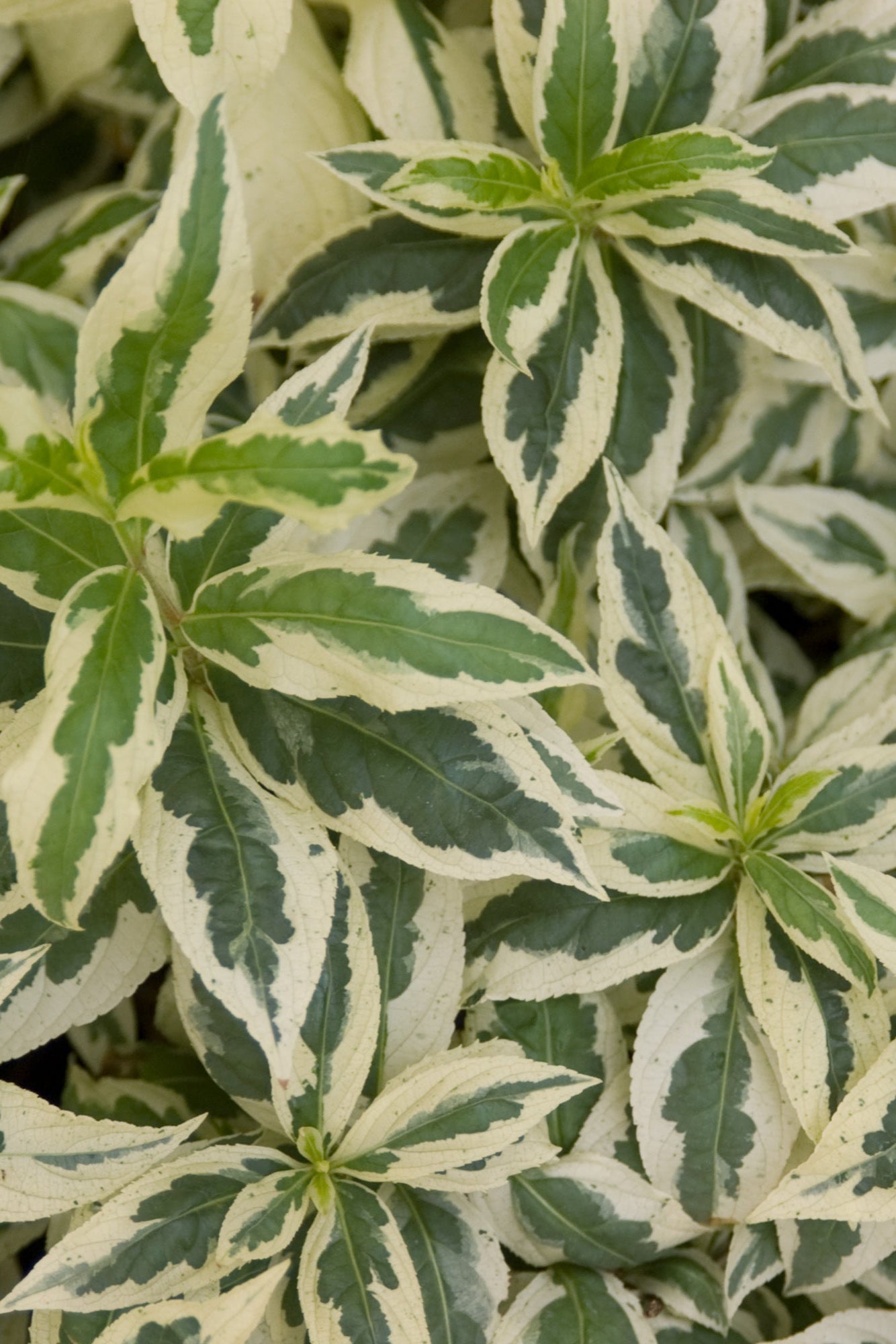 Diervilla sessilifolia 'Cool Splash' - Hardy Shrub with Variegated Foliage for Landscaping, Gardens & Borders | Drought-Tolerant Plant for Sunny Areas