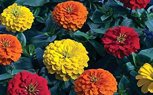 California Giant Zinnia Seeds Mix - Zinnia elegans Pompon Annual Flower Seeds for Outdoor Garden Planting - Perfect for Borders, Beds & Cut Flower Arrangements
