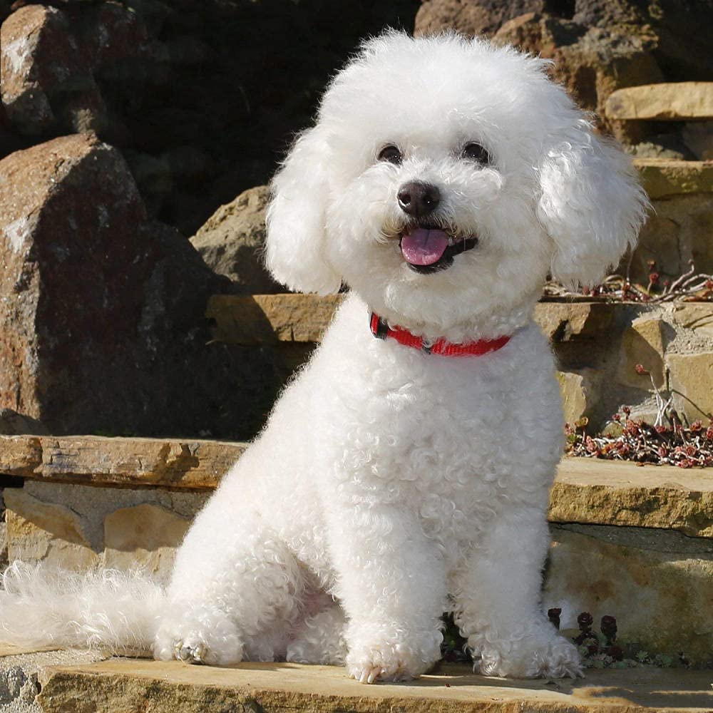 5D Diamond Painting Kit - Bichon Frise White Dog DIY Art Craft for Adults & Kids | Complete Home Wall Decor Set | Perfect Birthday Gift for Pet Lovers & Craft Enthusiasts | Great for Stress Relief, Home Decoration & Creative Hobbies