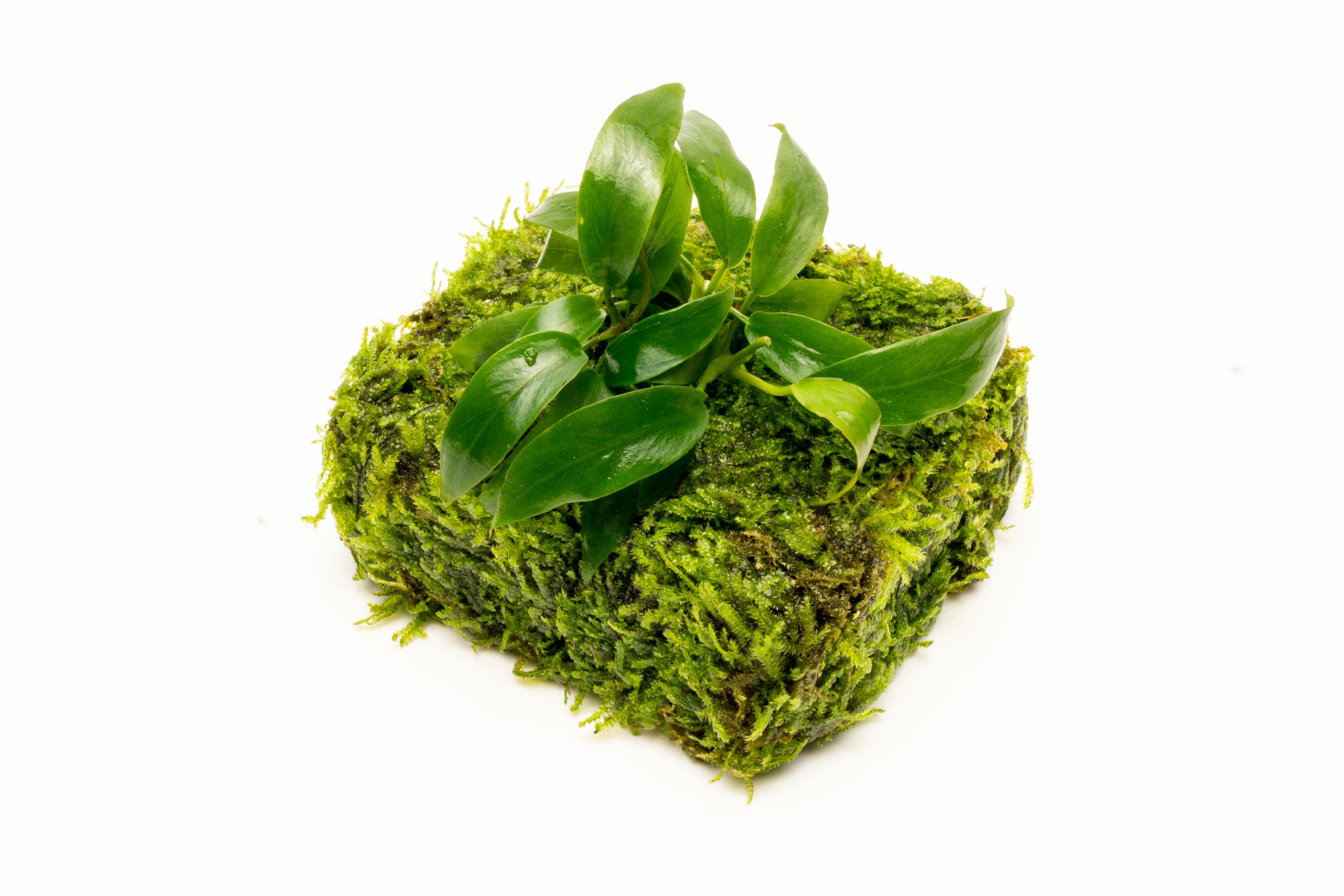 Anubias Minima Moss Fiber Mat for Aquarium - Live Aquatic Plant Carpet for Fish Tank Decor, Freshwater Plant Substrate | Perfect for Shrimp Tanks, Nano Aquascaping & Natural Aquarium Landscaping