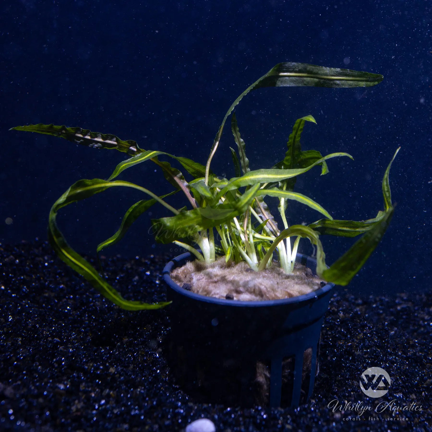 Cryptocoryne Crispatula Var Balansae Live Aquarium Plant - Easy Care Aquatic Plant for Fish Tanks, Aquascaping & Water Gardens