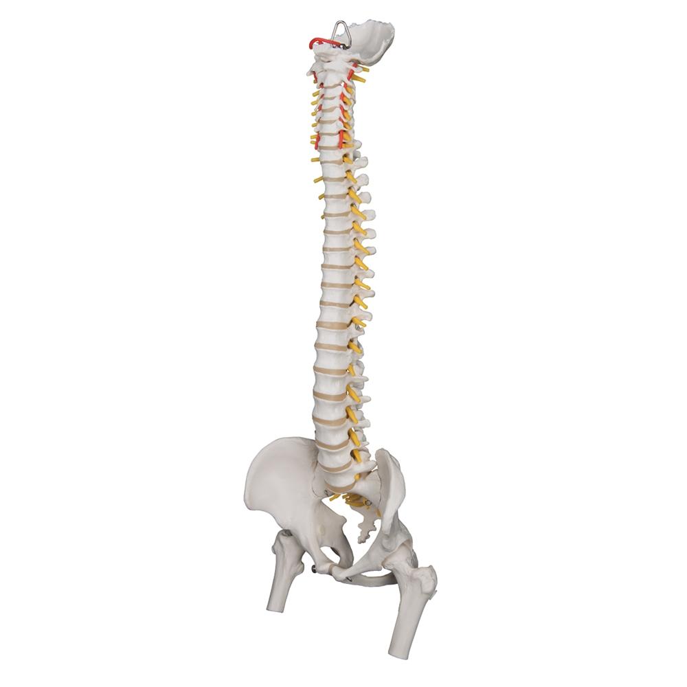 Highly Flexible Spine Model with Femur Heads - Anatomical Spine Model for Medical Students, Chiropractors & Physical Therapists - Perfect for Study, Training & Patient Education