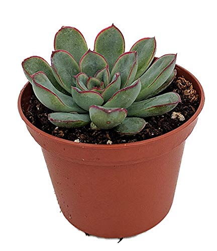 Echeveria Pulidonis - Red Tipped Desert Rose Succulent Plant in 2.5 Inch Pot | Perfect for Home Decor, Office Desk & Indoor Gardening
